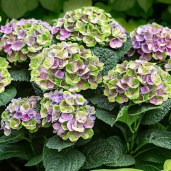 Hydrangea macrophylla Magical Jewel blue3-800x800